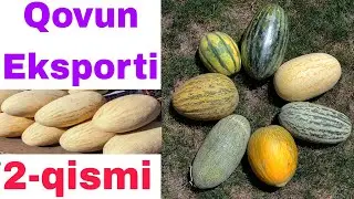 ҚОВУН ЭКСПОРТи. 2-қисми