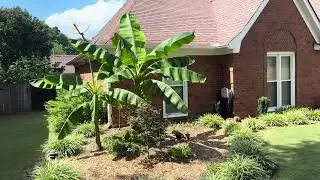 Growing a Banana Tree for a Fun Landscape, Tree Frog made a home.