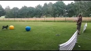 Treibball Varianten