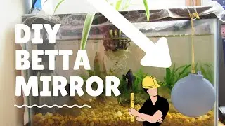 Diy Betta Mirror - Homemade Betta Toys - 107