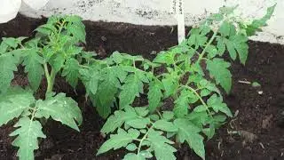 посадка томатов май 2019 дополнение