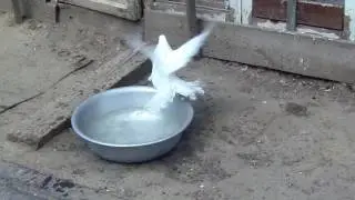 Голубь принимает ванну....