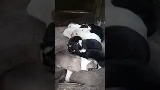 Щенки Алабая