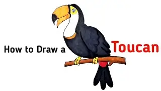 How to Draw a Toucan Bird | Toucan Bird Bird Drawing Step by Step
