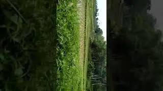 sawah 6 ha banjaran