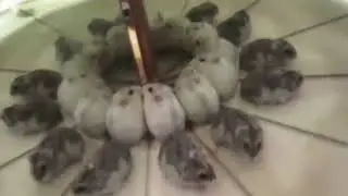 Cute Hamsters Playing with Reflection - Hilarious Video