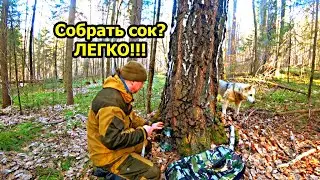 Сбор березового сока. Самый простой и самый дешёвый способ сбора сока.