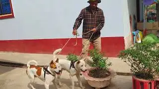 The dog is trained for a fun walk in the park