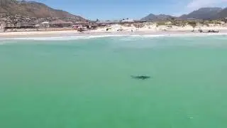 Bronze whaler shark swimming off Fish Hoek beach