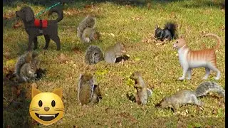 Кошачий телевизор - Развлечения для кошек