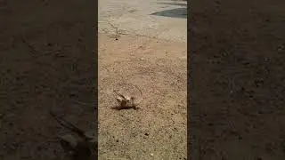 Kenkat fight