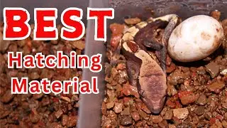 STOP losing your Baby Reptiles!      Use THIS Egg Incubation Material  🦎🦎🦎