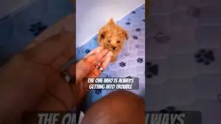 She’s too cute though! #puppy #poodle #shortvideos #cutepuppy
