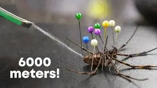 I milked 1000 spiders to make guitar strings!!