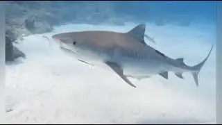 How tiger sharks wearing cameras revealed the world’s largest seagrass ecosystem | CNN