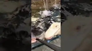 Feeding Albino & Melanistic Alligators! *CRAZY* #shorts #animals