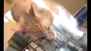 orion drinking.3g2