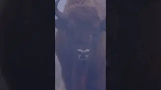 Зубры в тумане.