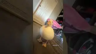 Chip the duck