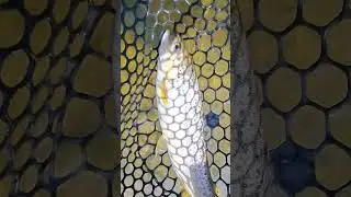 Форель на спінінг
