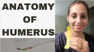 ANATOMY OF HUMERUS