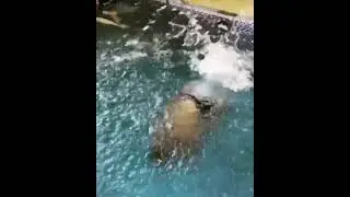 БЕЗУМНЫЙ ПАША  ОЛЕГ МОНГОЛ НЫРЯЕТ В БАСЕЙН КАК КРОКОДИЛ!!!!