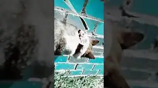 👍💗 #дворняжка #сабака