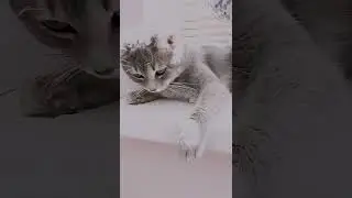 котик