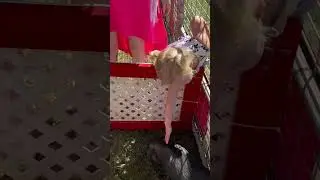 A girl and a pig