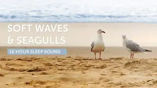 Soft Waves and Seagulls - 10 Hours Sleep Sound - Black Screen