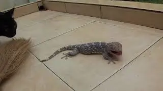 Thai Cat Confronts 'Tokay' Gecko 1080p HD