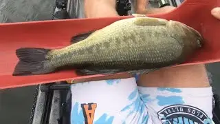 Hammering Bass On Shaky Head Worm With New Abu Garcia Zata Reel