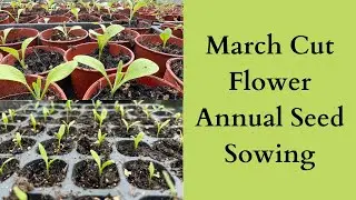 March Cut Flower Annual Seed Sowing