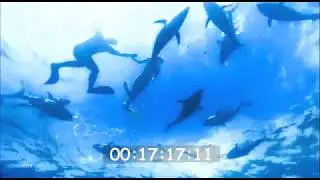 Stock Video Footage Tuna and Sharks Australia (Eyre Peninsula)