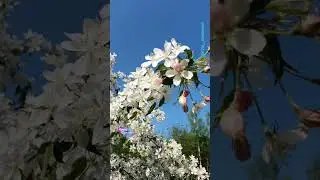Яблоня ягодная. Ботанический Сад НАН Беларуси.