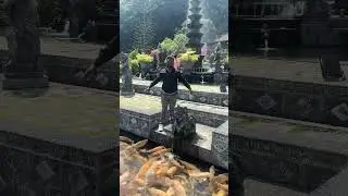 Feeding Food For Fish in Tirta Ganga #bali #shorts #trending