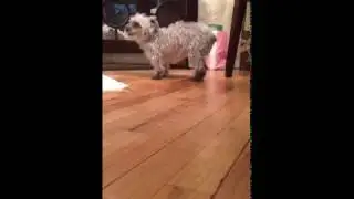 Happy 17th Birthday Mini! Opening Gifts!