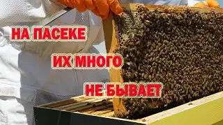 There can never be too many of them in an apiary! You need to know that!
