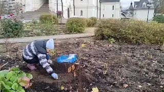 Основные работы в саду в ноябре.