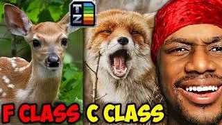 City Animals' True Rankings Aren't What You Expect