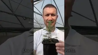 Саженцы голубой ели на осень #садыроссии #саженцы #огород #сад #ель #shorts