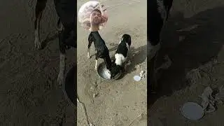 Jivdaya papa ne mummy ae sikhwadi karta 🙏🫶😘😍