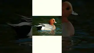 #shorts👍🦆Свиязь