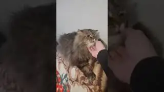 Пушистый кот |  Fluffy cat | 蓬鬆的貓