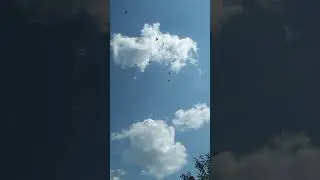 Гон новых голубей