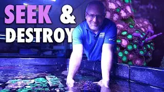 SEEK & DESTROY - how to use dips