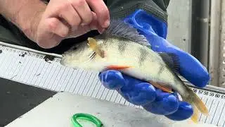 Bei der Fischwanderhilfe Altenwörth im Frühsommer 2024 | VERBUND
