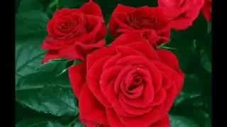 ЦВЕТЫ, ПРОСТО ЦВЕТЫ:)