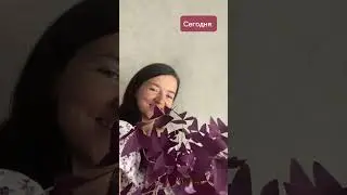 Как я вырастила роскошный оксалис (в описании и в комментариях)