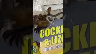 Bart the Bat eats some cardboard #shorts